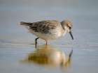 White-rumped sandpiper feeding in a pond. South America, Falkland Islands, Volunteer Point. Art Print